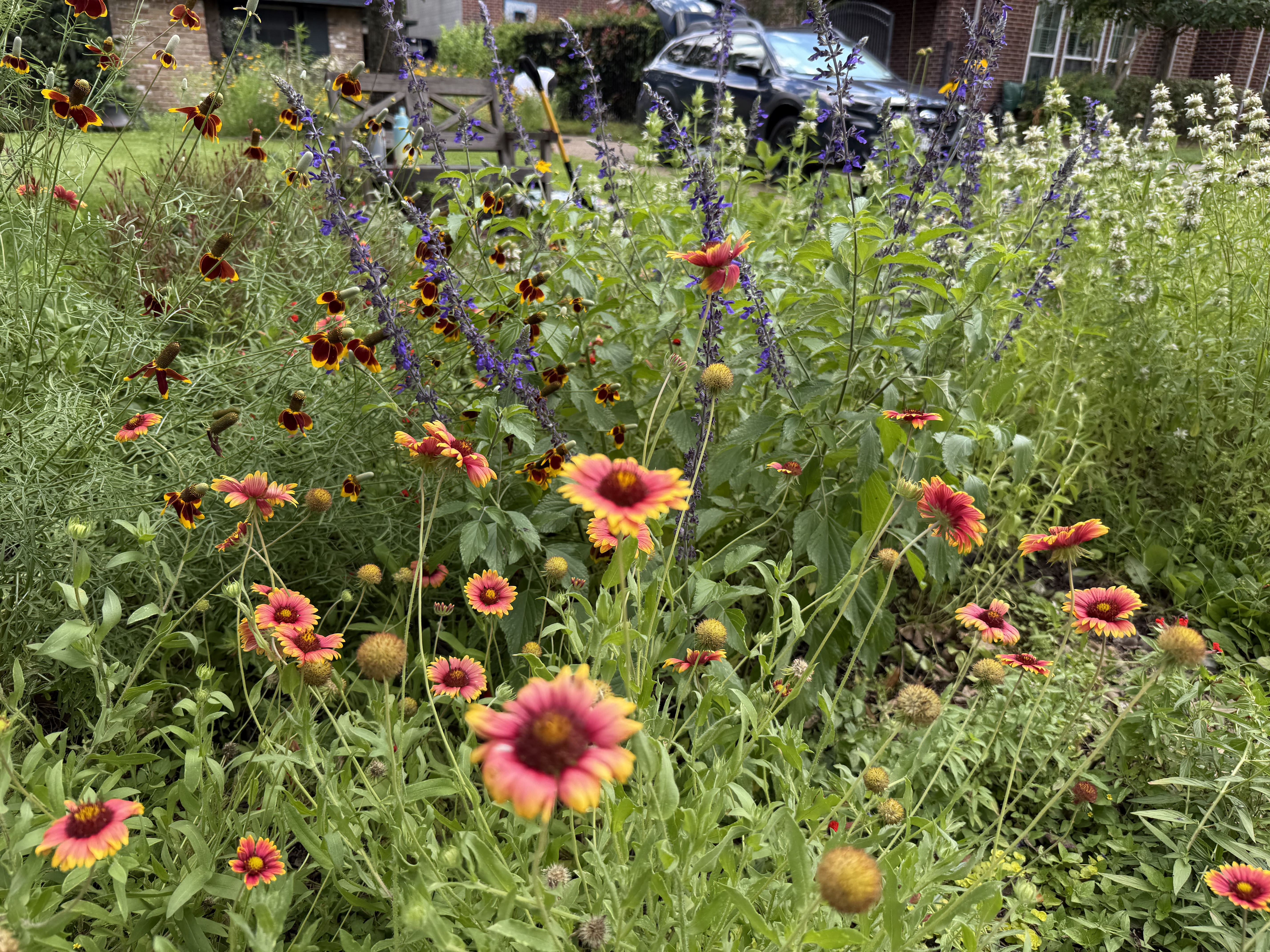 Native front yard garden with blanket flowers showing community stewardship