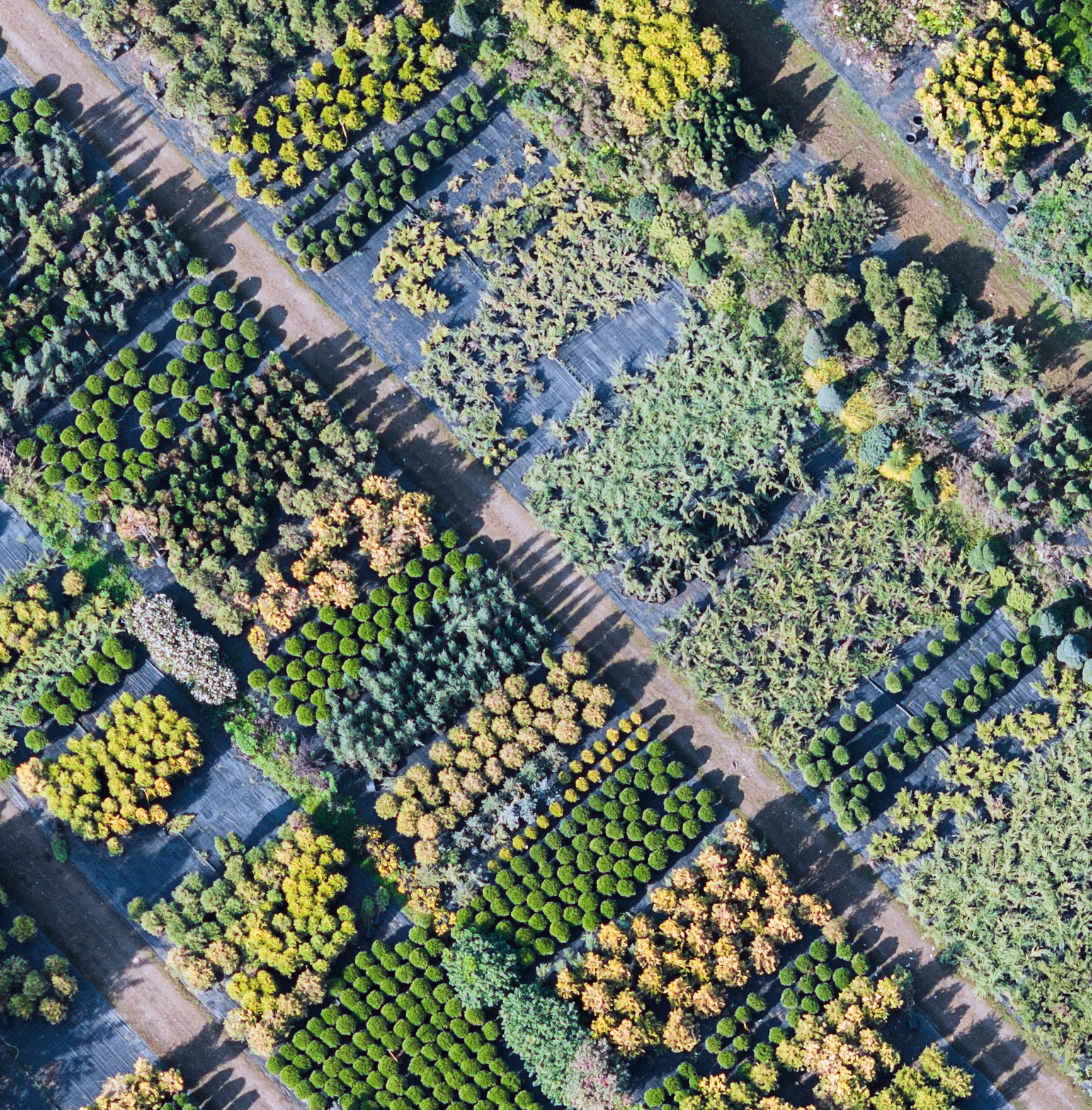 Aerial view of distributed plant nursery rows