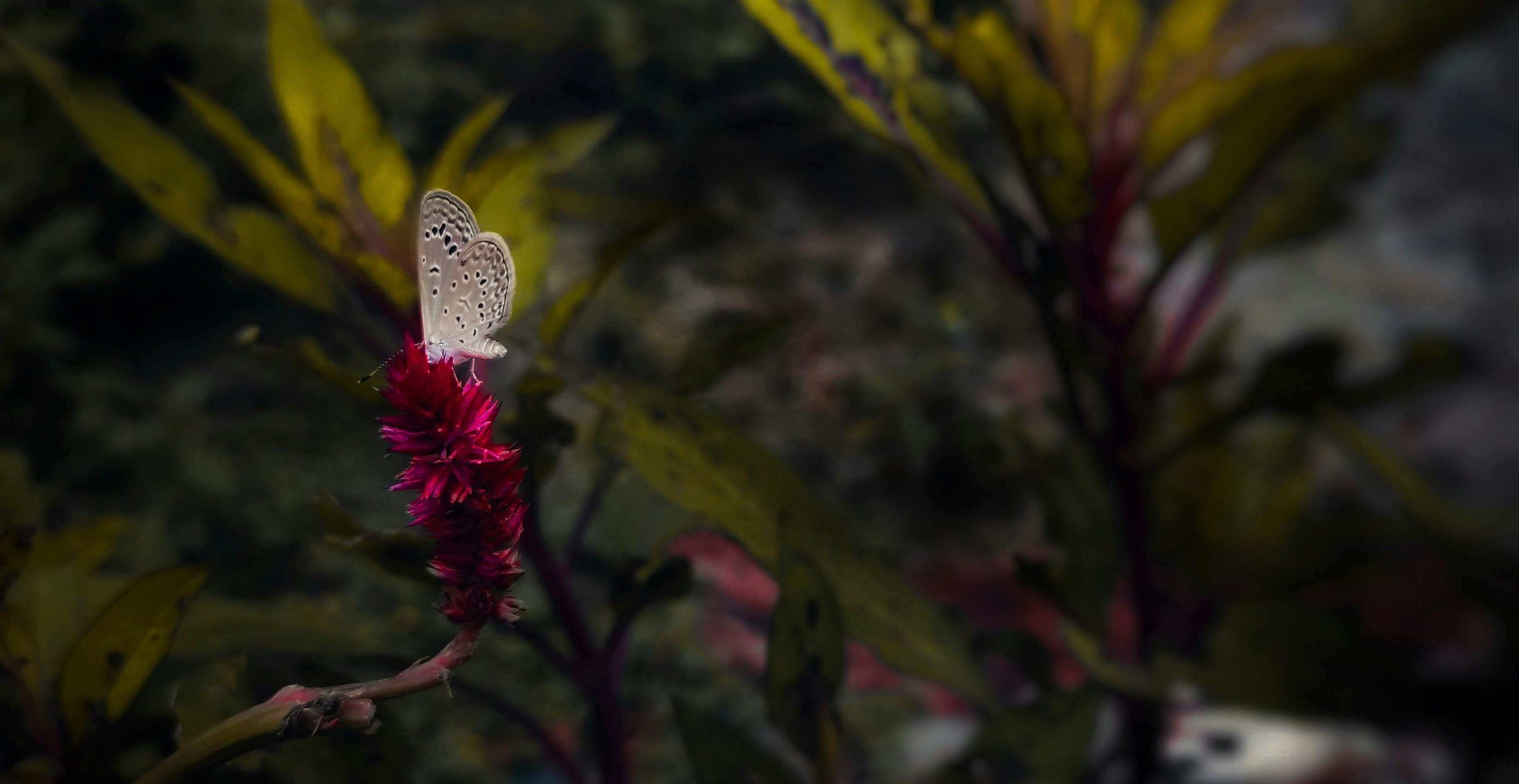 Butterfly on celosia in native habitat