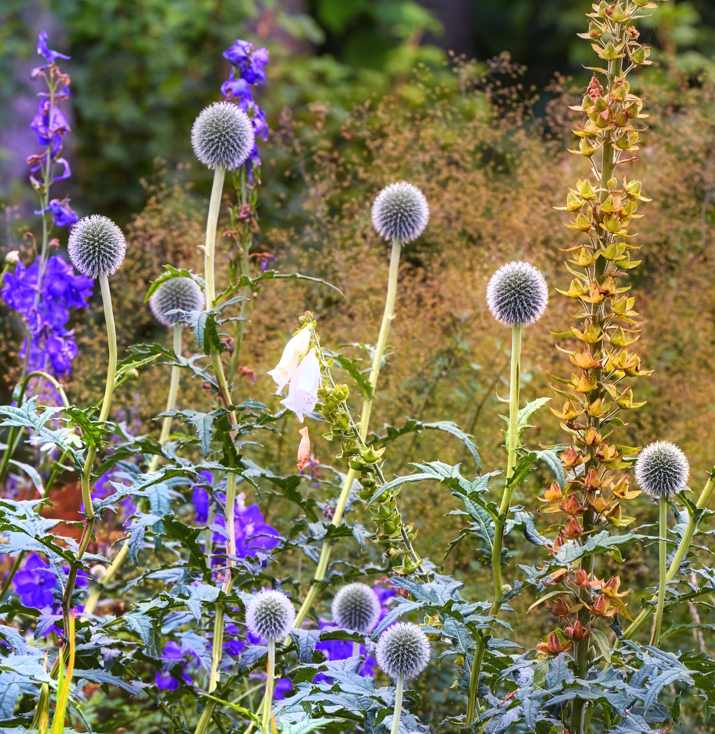 Globe thistle and delphiniums in native planting